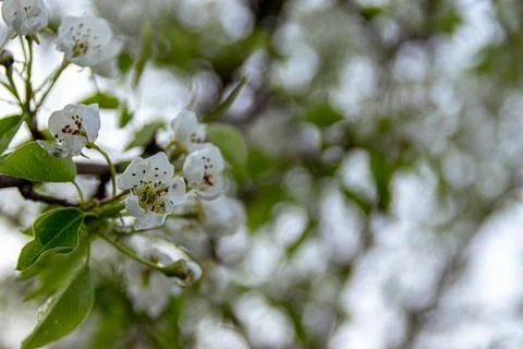 Apple trees and cherries bloom, plums, pears and flowers bloom. Stock Photos