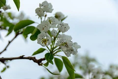Apple trees and cherries bloom, plums, pears and flowers bloom. Stock Photos