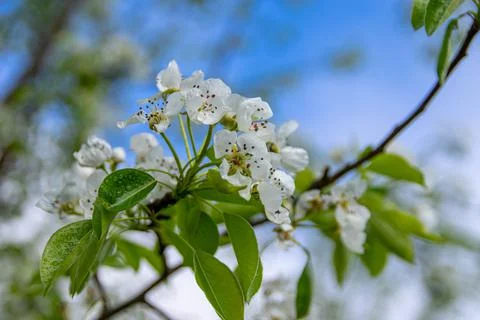 Apple trees and cherries bloom, plums, pears and flowers bloom. Stock Photos