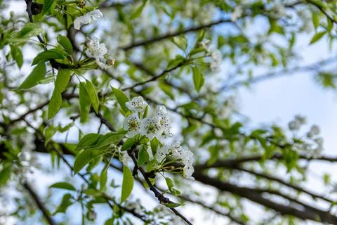 Apple trees and cherries bloom, plums, pears and flowers bloom. Stock Photos