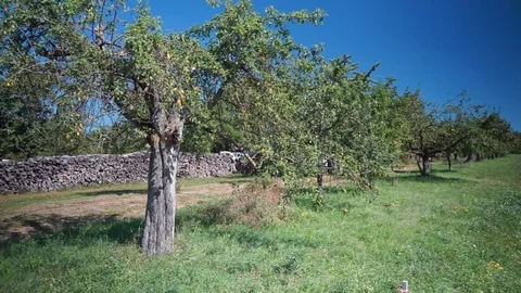 Apple trees and stacked firewood on a meadow Stock Footage 115768655