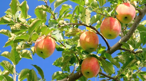 Apple trees with apples. Stock Footage 28494471