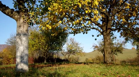Apple trees in autumn Stock Footage 57300589