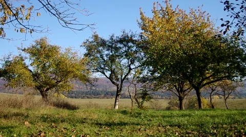Apple trees in autumn Stock Footage 57300662
