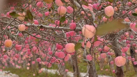Apple trees in the autumn. Stock-Footage 78688186