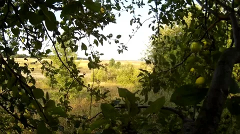 Apple trees background view to the fields of Podillya, Khmelnytskyi, Ukraine Stock Footage 67184444