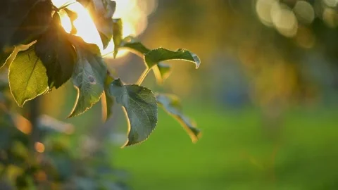 Apple trees, beautiful light, sunset, summer, garden at home Stock Footage 155755049