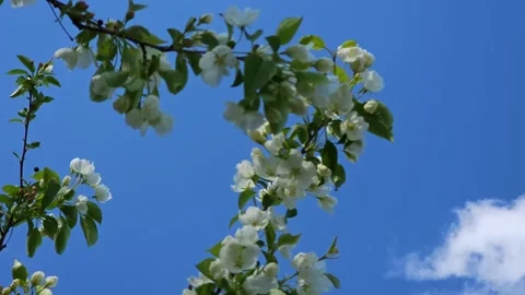 Apple trees bloom against the blue sky 4k Stock Footage 275567344