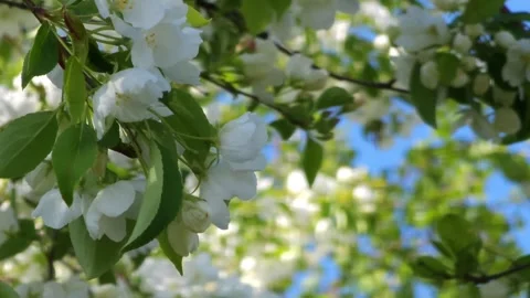 Apple trees bloom against the blue sky 4k Stock Footage 275567602