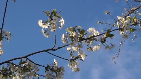 Apple trees in bloom. blooming spring garden Stock Footage 130594436