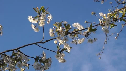 Apple trees in bloom. blooming spring garden Stock Footage 130594438