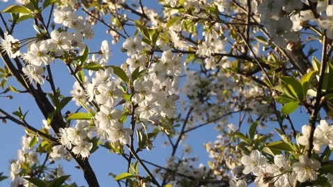 Apple trees in bloom. blooming spring garden Stock Footage 130594445