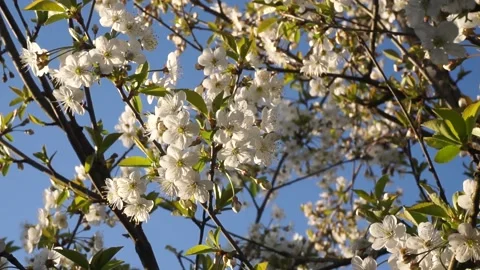Apple trees in bloom. blooming spring garden Stock Footage 130594504