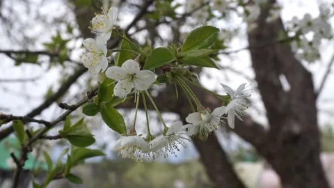 Apple trees in bloom. blooming spring garden Stock Footage 130595997