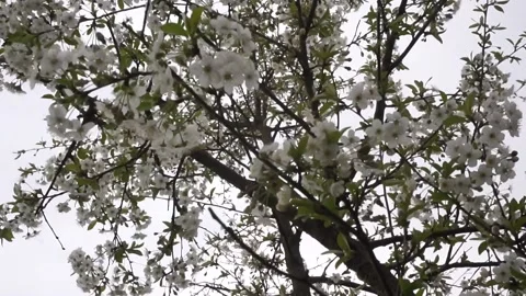 Apple trees in bloom. blooming spring garden Stock Footage 130595999