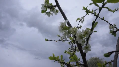 Apple trees in bloom. blooming spring garden Stock Footage 130596014