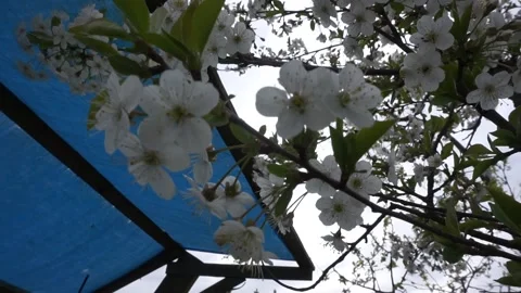 Apple trees in bloom. blooming spring garden Stock Footage 130596016