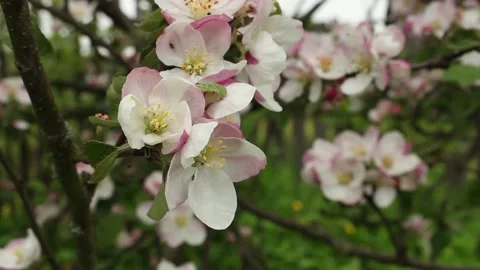 Apple trees in bloom. blooming spring garden Stock Footage 131649816