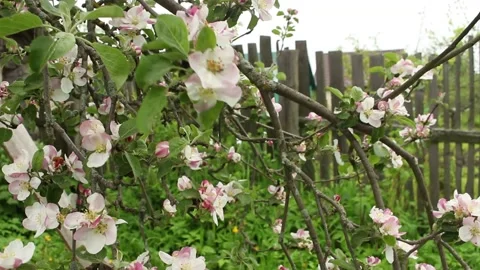 Apple trees in bloom. blooming spring garden Stock Footage 131650683