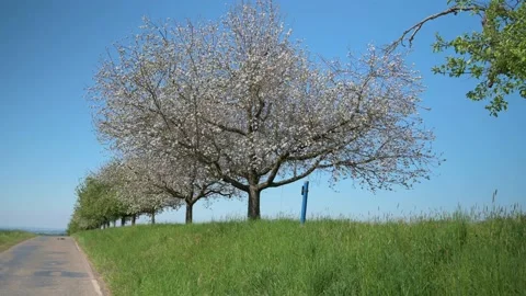 Apple trees in bloom on the edge of a road with blue sky Stock Footage 130364652