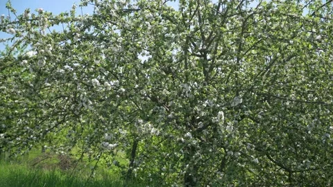 Apple trees in bloom on the edge of a road with blue sky 3 Stock Footage 130365086