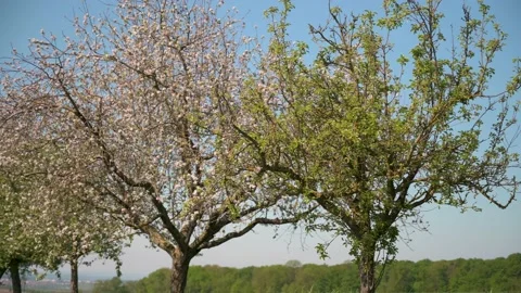 Apple trees in bloom on the edge of a road with blue sky 2 Stock Footage 130365089
