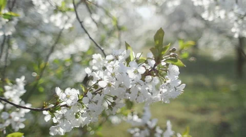 Apple trees in bloom with flower buds Video stock 64656350