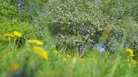 Apple trees in bloom with foreshortening through the grass and dandelion flowers Video stock 90104529
