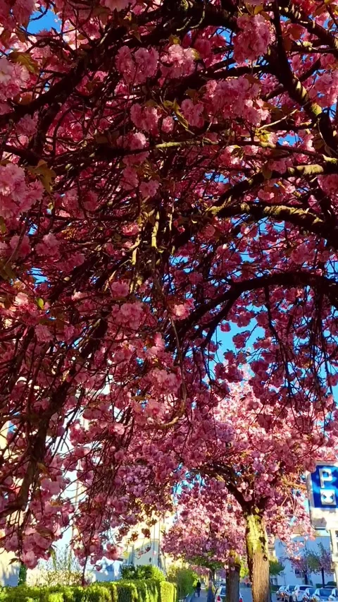 The Apple trees in bloom a paradise in bloom in Swiss Alp. Vídeo Stock 347165557