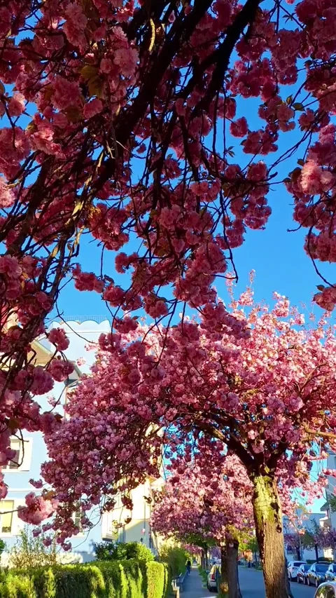 The Apple trees in bloom a paradise in bloom in Swiss Alp. Vídeo Stock 347165592