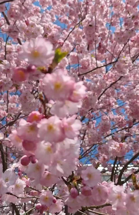 The Apple trees in bloom a paradise in bloom in Swiss Alp. Video stock 347165736