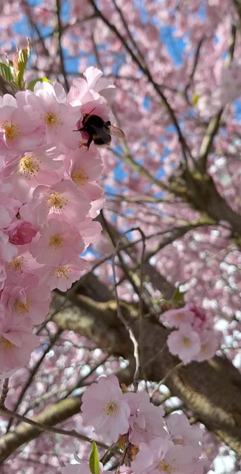 The Apple trees in bloom a paradise in bloom in Swiss Alp. Video stock 347165743