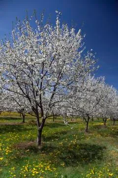 Apple Trees in Bloom Stock Photos