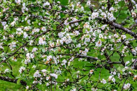 Apple trees in bloom. Stock Photos