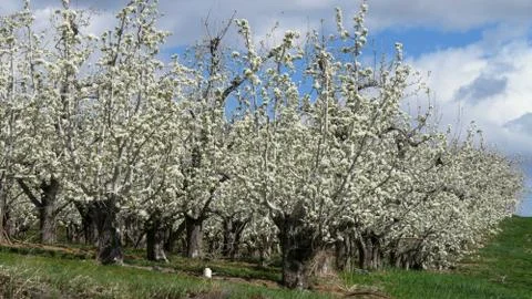 Apple trees in bloom Stock Photos
