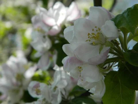 Apple trees in bloom Stock Photos