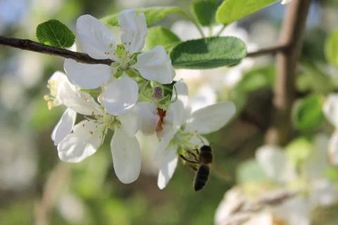 Apple trees in bloom. Stock Photos