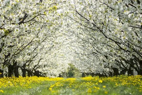 Apple trees in bloom Stock Photos