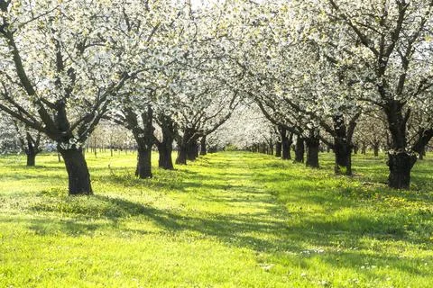 Apple trees in bloom Stock Photos