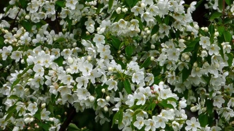 Apple trees bloom silently Stock Footage 196083680