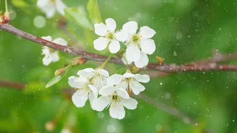 Apple trees bloom in spring and cherry white flowers Stock Footage 83638919