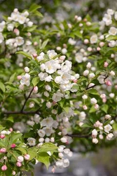 Apple trees bloom in spring - close-up of white flowers. Stock Photos