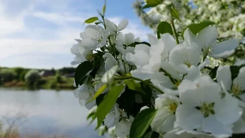 Apple trees bloom in spring Stock Footage 201935326