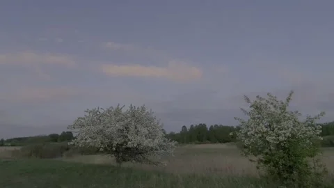Apple trees bloom in spring Stock Footage 201935477