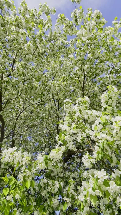 Apple trees bloom in spring Stock Footage 201936070