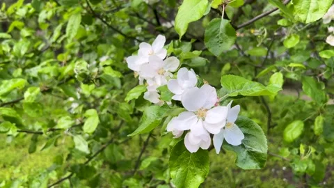 Apple trees bloom in spring. A honey bee is sitting on a flower and collecting Stock Footage 243847188