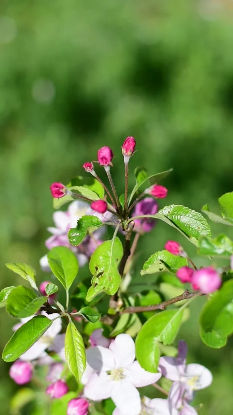 Apple trees bloom in spring. Video of flowers with close up. Vertical Video. Stock Footage 277675527