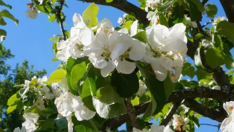 Apple trees in bloom on a Sunny day Video stock 90780089