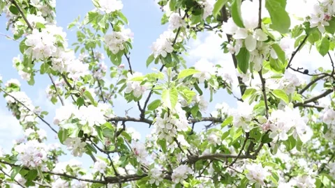 Apple trees bloomed in the Botanical Garden. Stock Footage 241421115