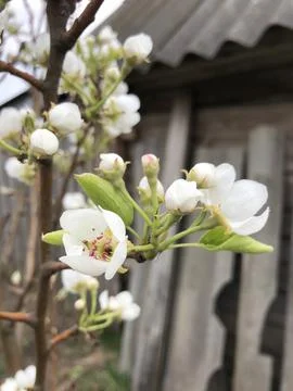Apple trees bloomed in spring Stock Photos